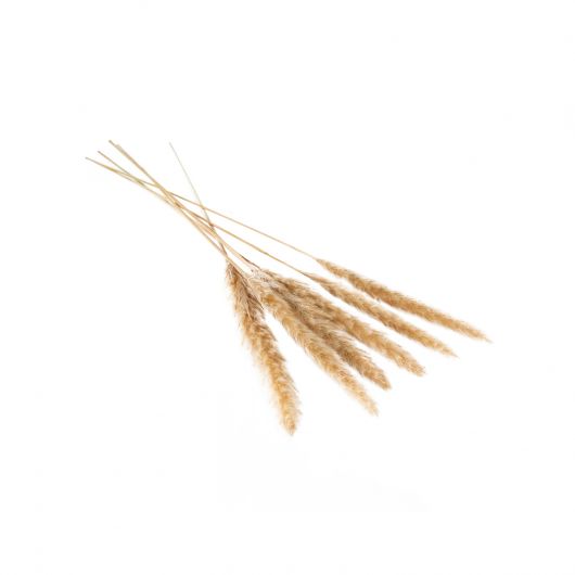 Pampas Grass Natural Tan