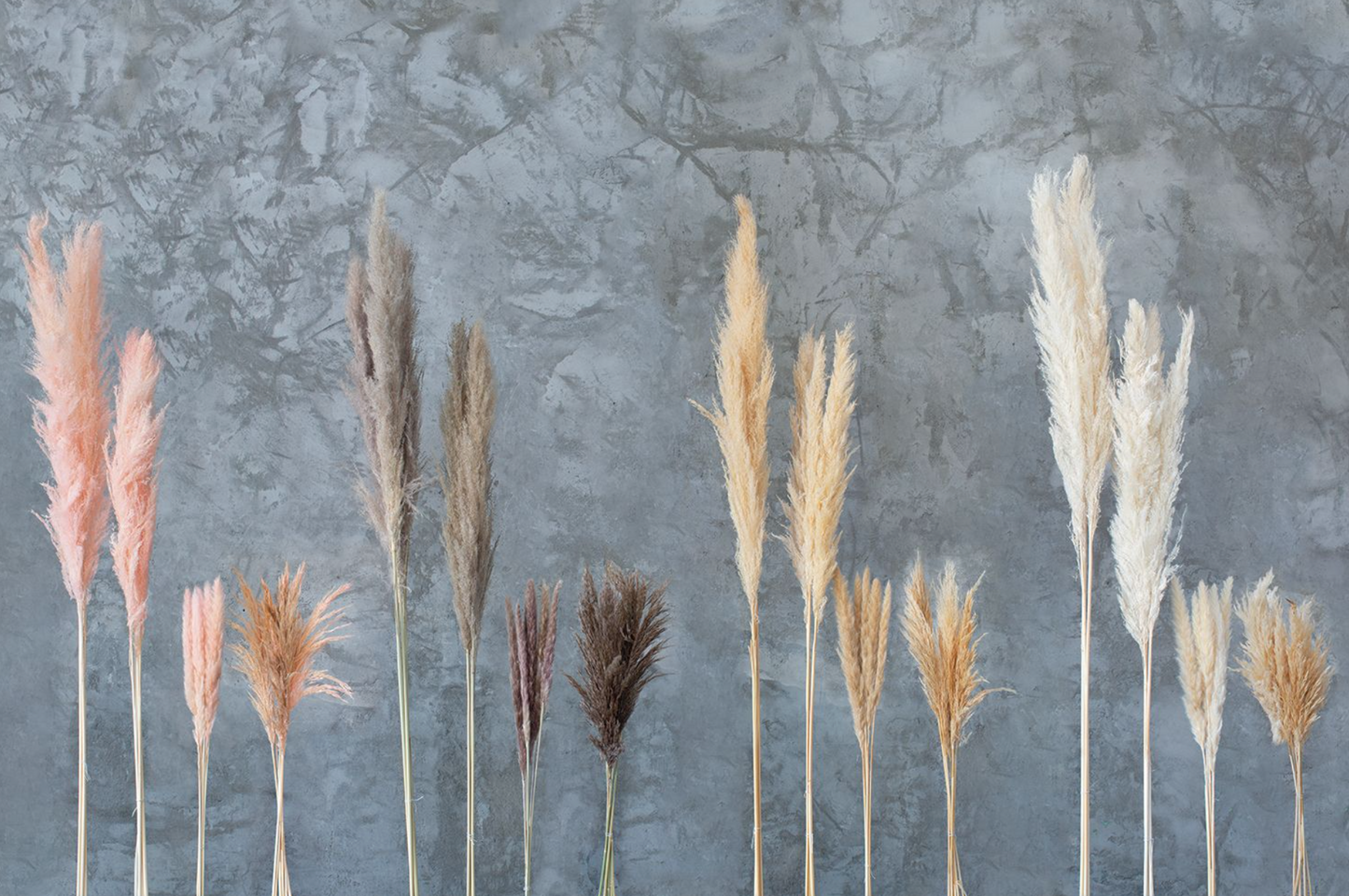 Pampas Grass White