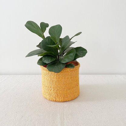 Amsha - Storage Plant Basket: Tangerine: XXS (4"x3)