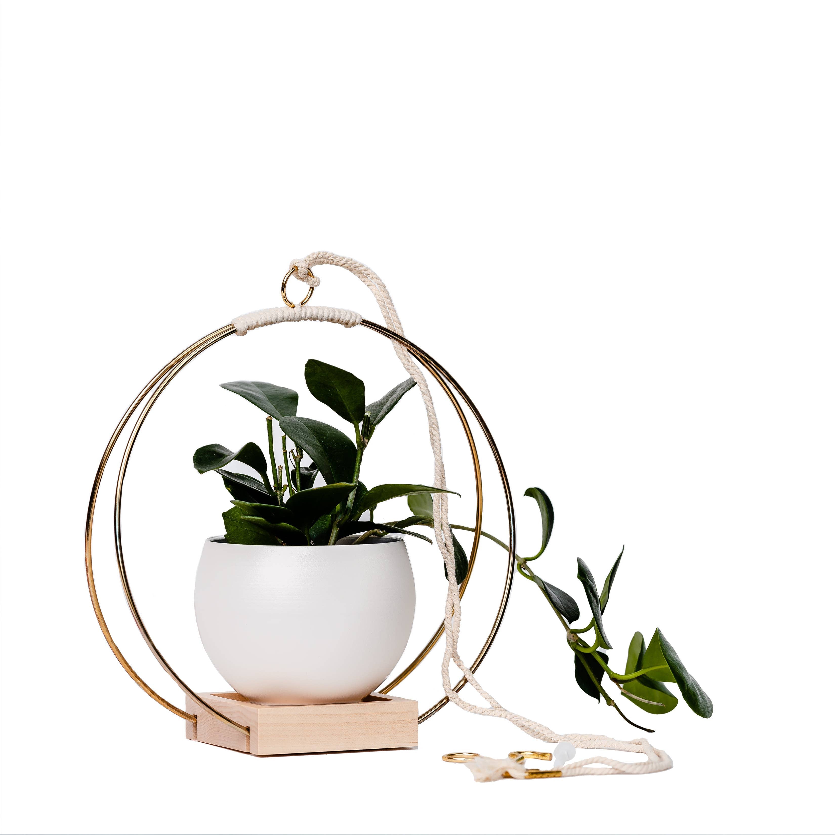 Elegant offers Plant Hanger