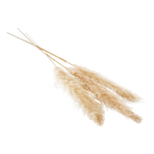 Pampas Grass Natural Tan