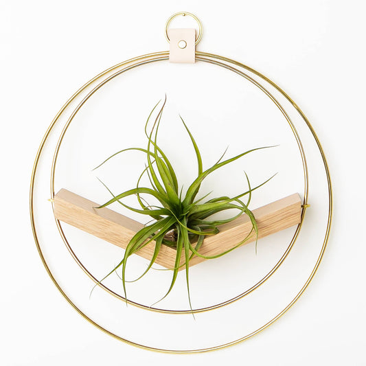 Braid & Wood Design Studio - V-Hanger (Classic Shimmer) - Gold Air Plant Holder: Large