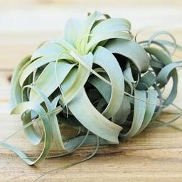 Large Xerographica Airplant
