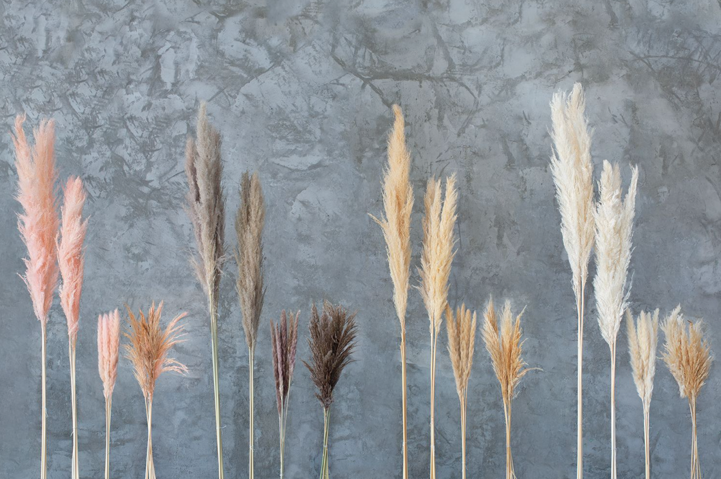 Pampas Grass Grey