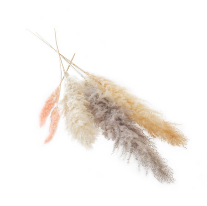 Pampas Grass Pink