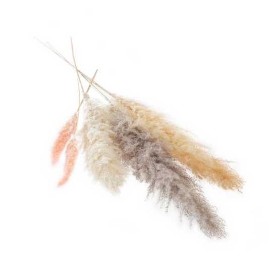 Pampas Grass White