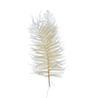 Pack of 16"H Dried Natural Fern Leaf, Cream (Contains 5 Pieces)