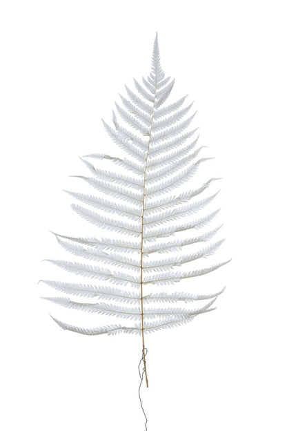 Pack of 16"H Dried Natural Fern Leaf, Cream (Contains 5 Pieces)