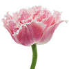 Specialty Tulip
